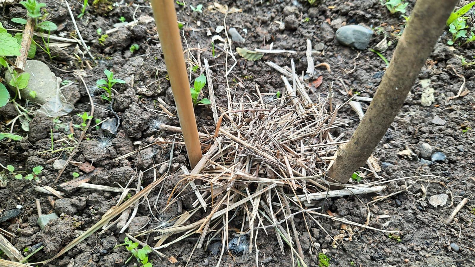 Nest der Schneckenhausbiene