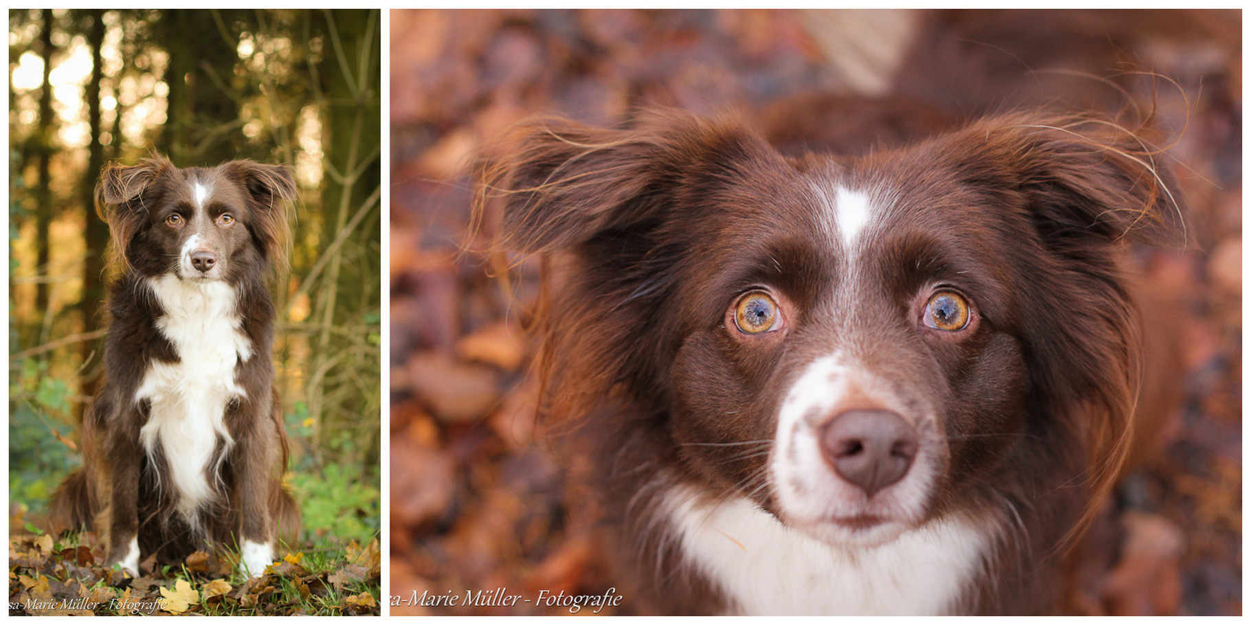 fokale epilepsie hund
