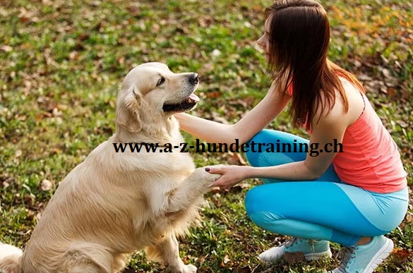 The Role of Clear Structure and Boundaries in Dog Training