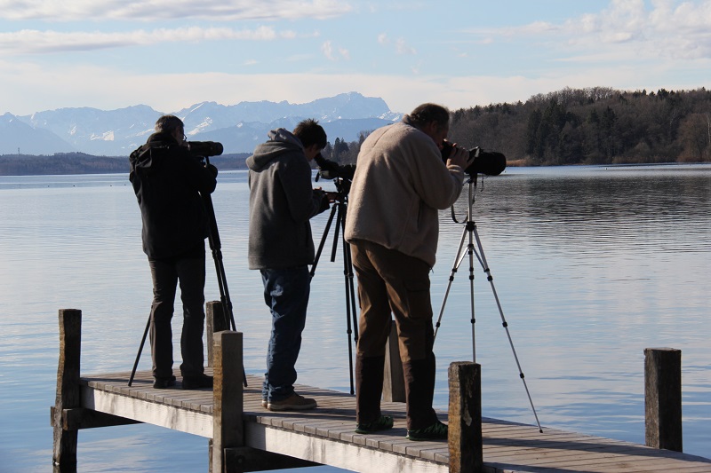 ASO: Wasservogelzählung an der Roseninsel (Starnberger See)