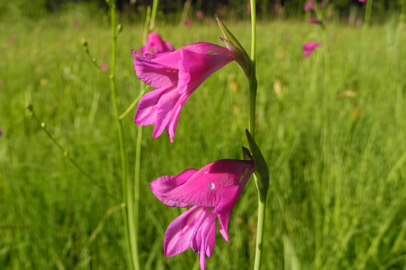 Sumpfgladiole (Foto: Horst Guckelsberger)