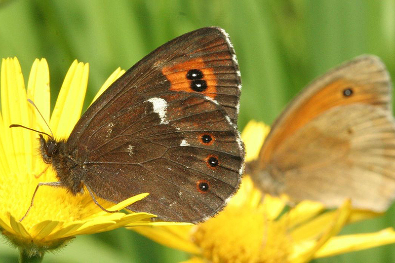 Weißbindiger Mohrenfalter (vorne) und Großes Ochsenauge (unscharf hinten) (Foto Klaus Gottschaldt). 