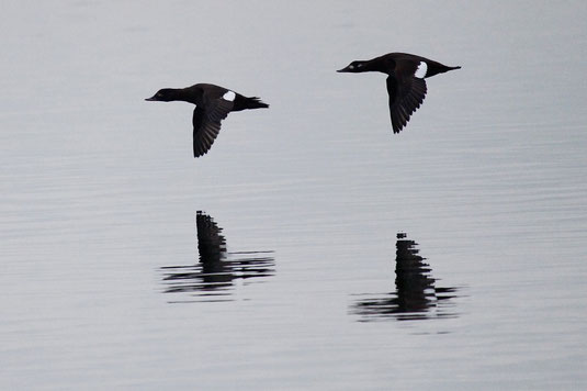 Samtente - Christian Haas