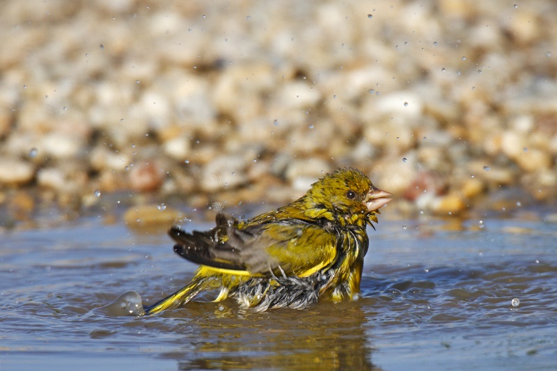 Grünfink beim Baden (Foto: LBV-Archiv Marcus Bosch)