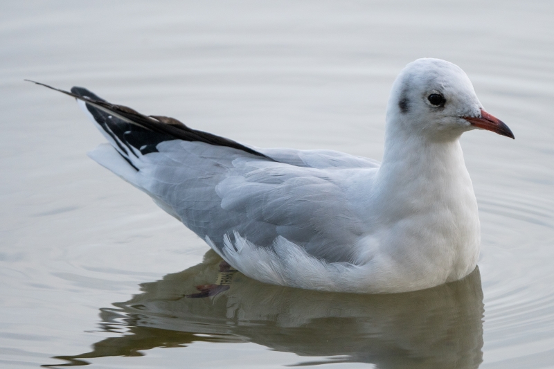 Lachmöwe TR9H wurde schon in Polen, Deutschland, Niederlanden und Ungarn abgelesen (Foto: Carsten Stiller)