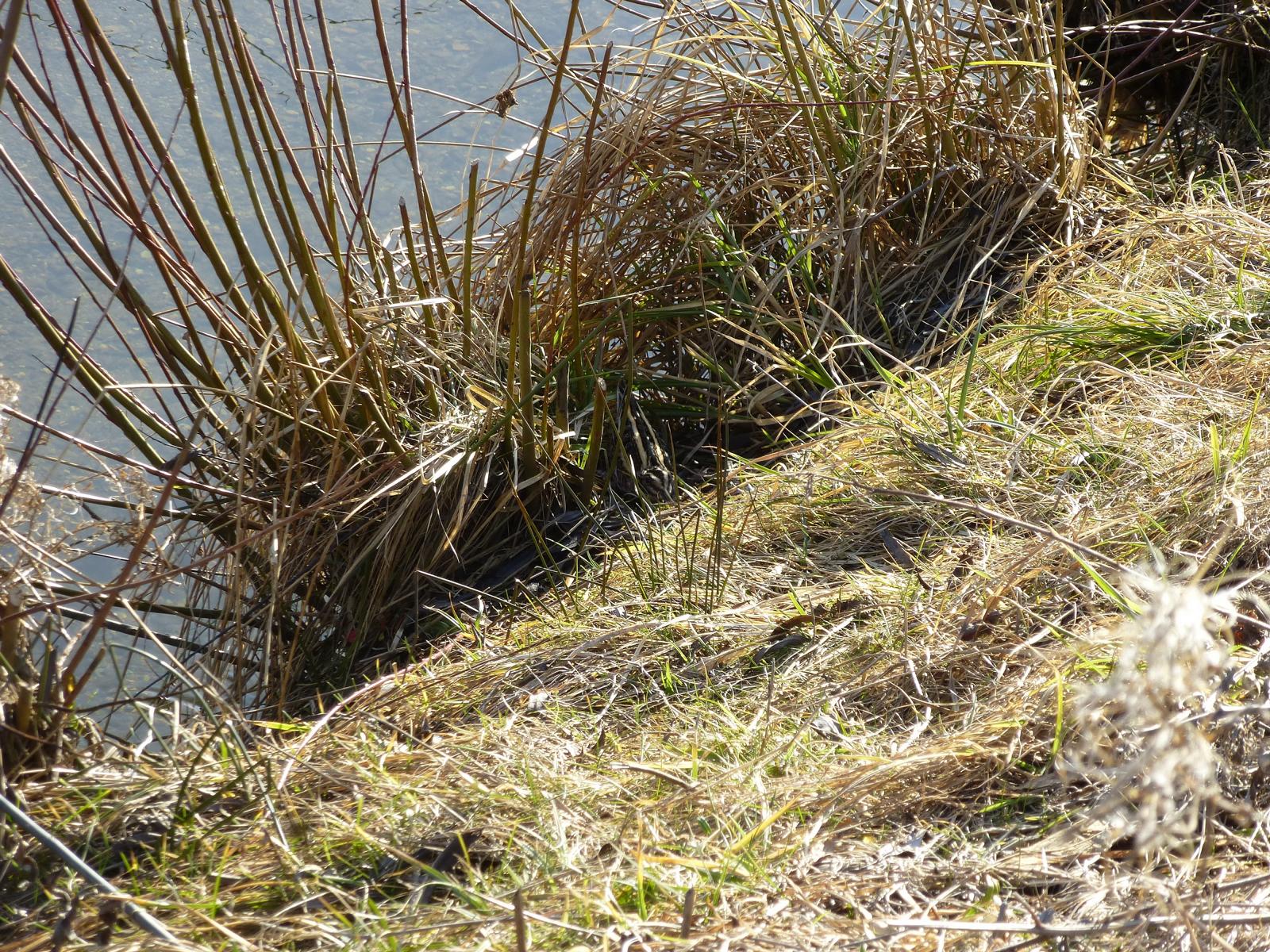 Zwergschnepfe - Suchbild 2 (Foto: Markus Gerum) 