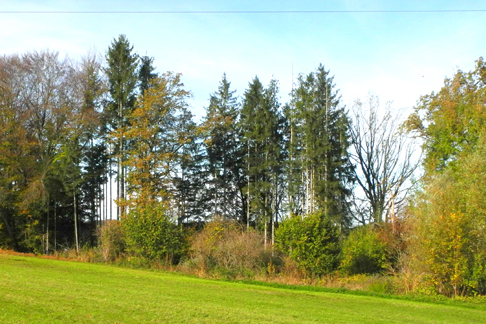 Lichter Mischwald, Grünland außen herum - Foto: Horst Guckelsberger