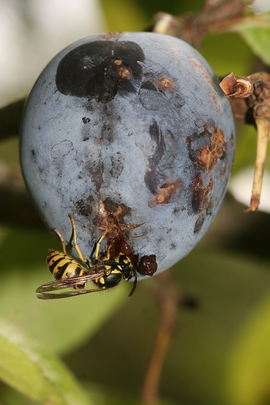 Wespe an Zwetschge (Foto: Helge May LBV)