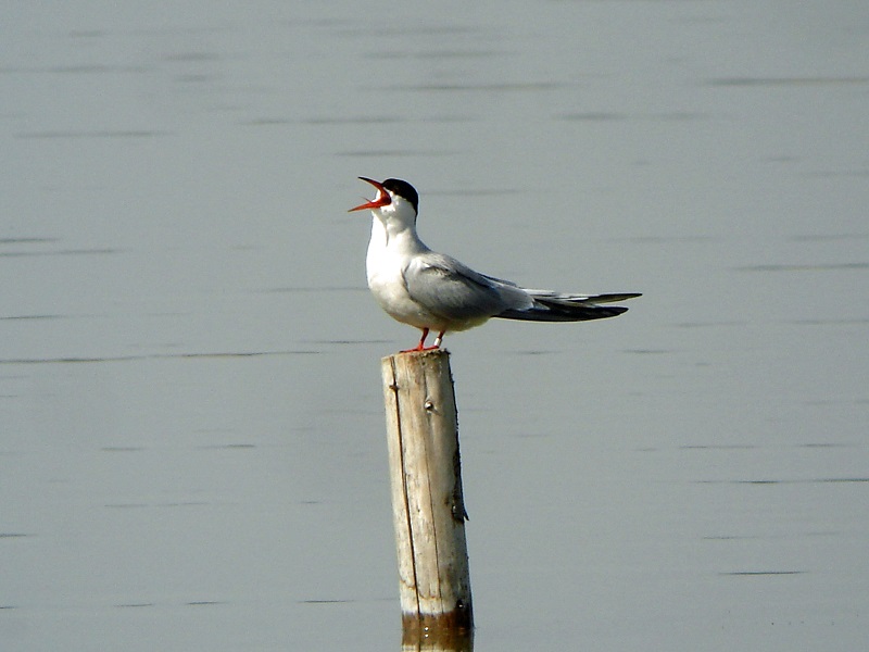 beringte Flussseeschwalbe (Foto: Werner Borok)