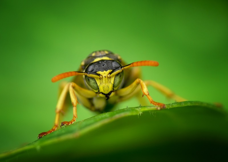 Wespe (Foto: Andreas Giessler LBV) 