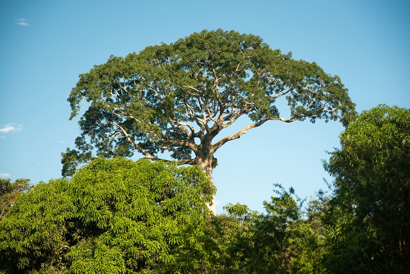 Lupuna Baum - Wahrzeichen der Station 