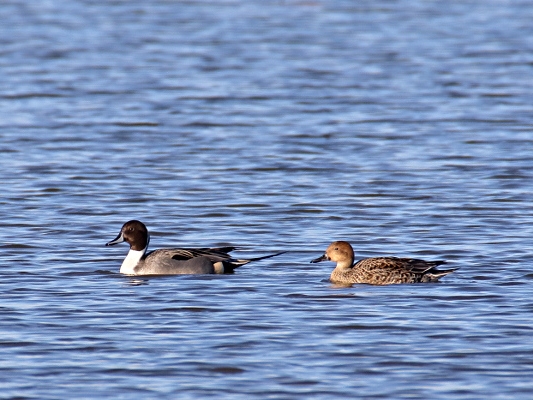 Spießenten (Foto: Wolfgang Höll) 