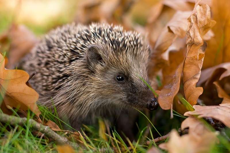 Igel im Laub (Foto: Andreas Giessler)