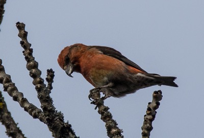 Fichtenkreuzschnabelmännchen (Foto: Ursula Wiegand)