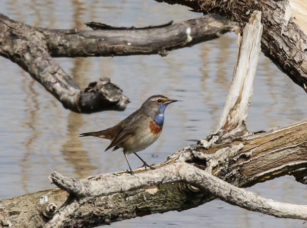 Blaukehlchen (Foto: Ursula Wiegand) 