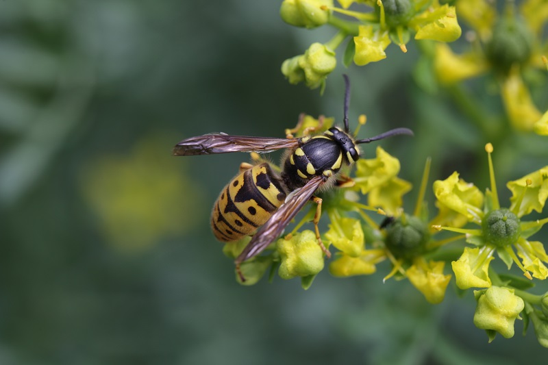 Wespe (Foto: Ralph Sturm LBV)