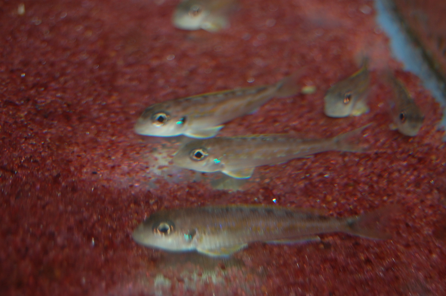 タンガニイカシクリッド ネイチャークラブ アフリカンシクリッド 各種熱帯魚販売 タンガニイカシクリッド ネイチャークラブ アフリカンシクリッド 各種熱帯魚販売