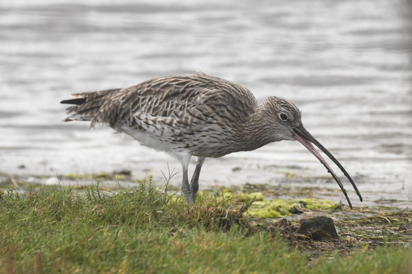 Großer Brachvogel (Foto: Sigrid Winkler)