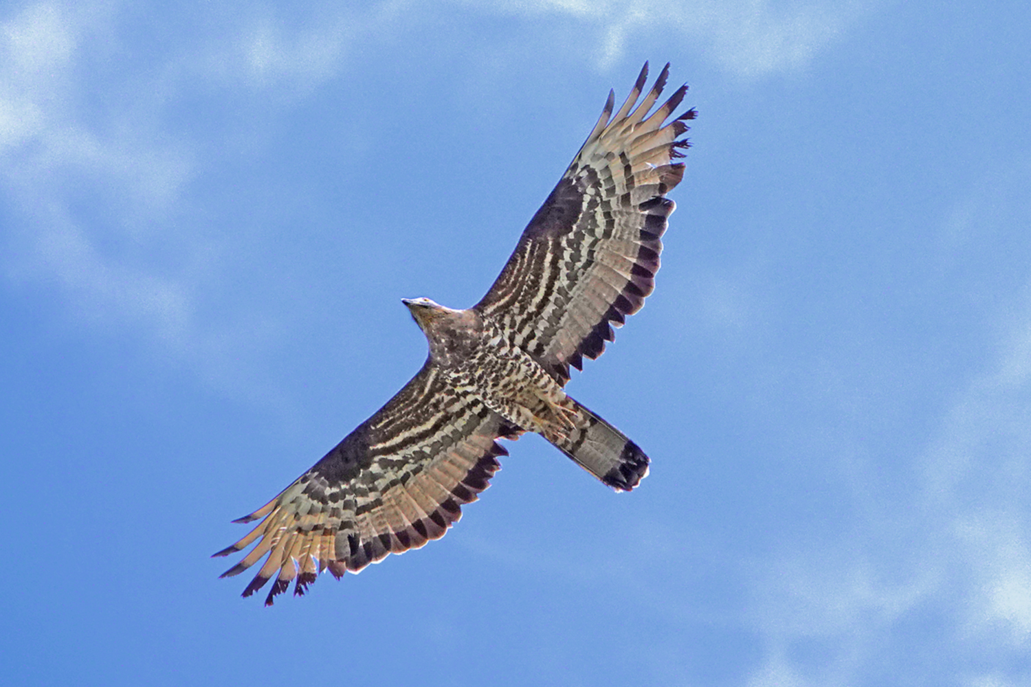 Wespenbussard, einer von über 100, über dem Graswarder (Foto: Manfred Kiau)