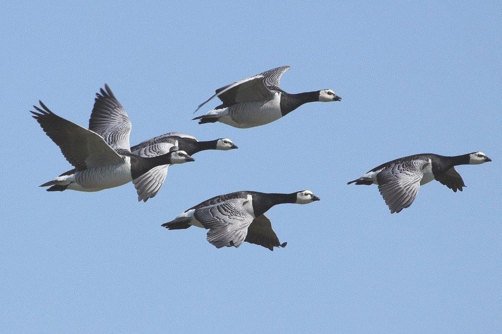 Nonnenganse Ein Problemvogel An Der Ostseekuste Naturschutzgebiet Graswarder Heiligenhafen