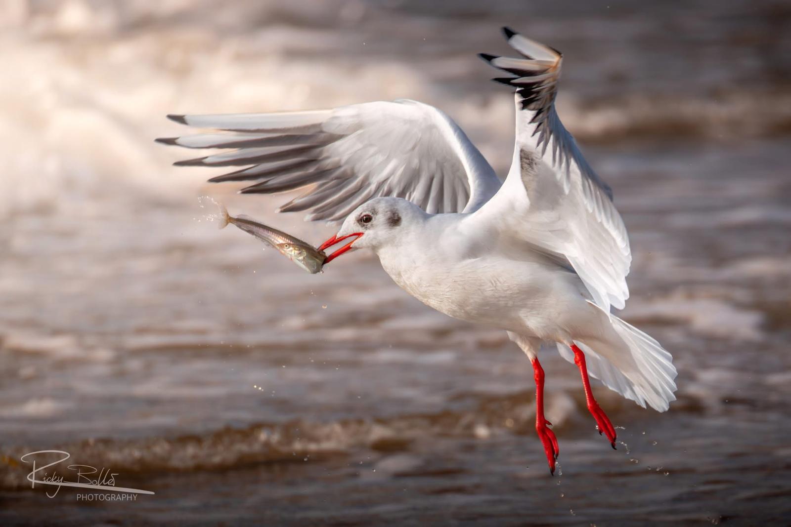Lachmöwe, beim Kampf mit dem Sandaal (Foto: Ricky Boller)