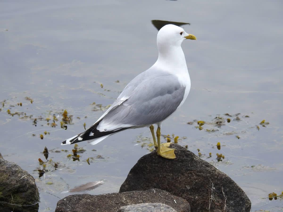 Sturmmöwe