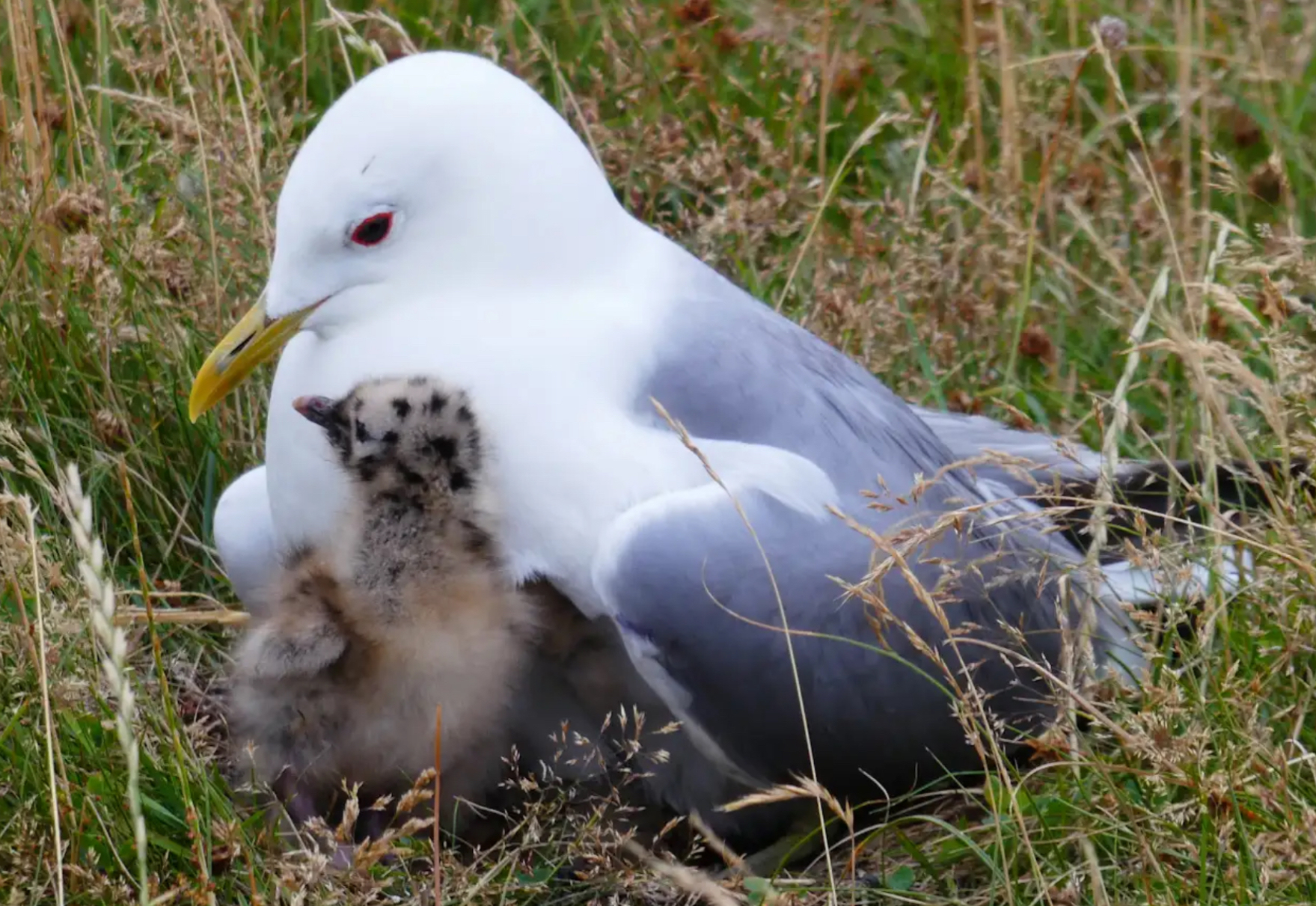 Sturmmöwe mit Küken (Foto: Daniel Kennig)