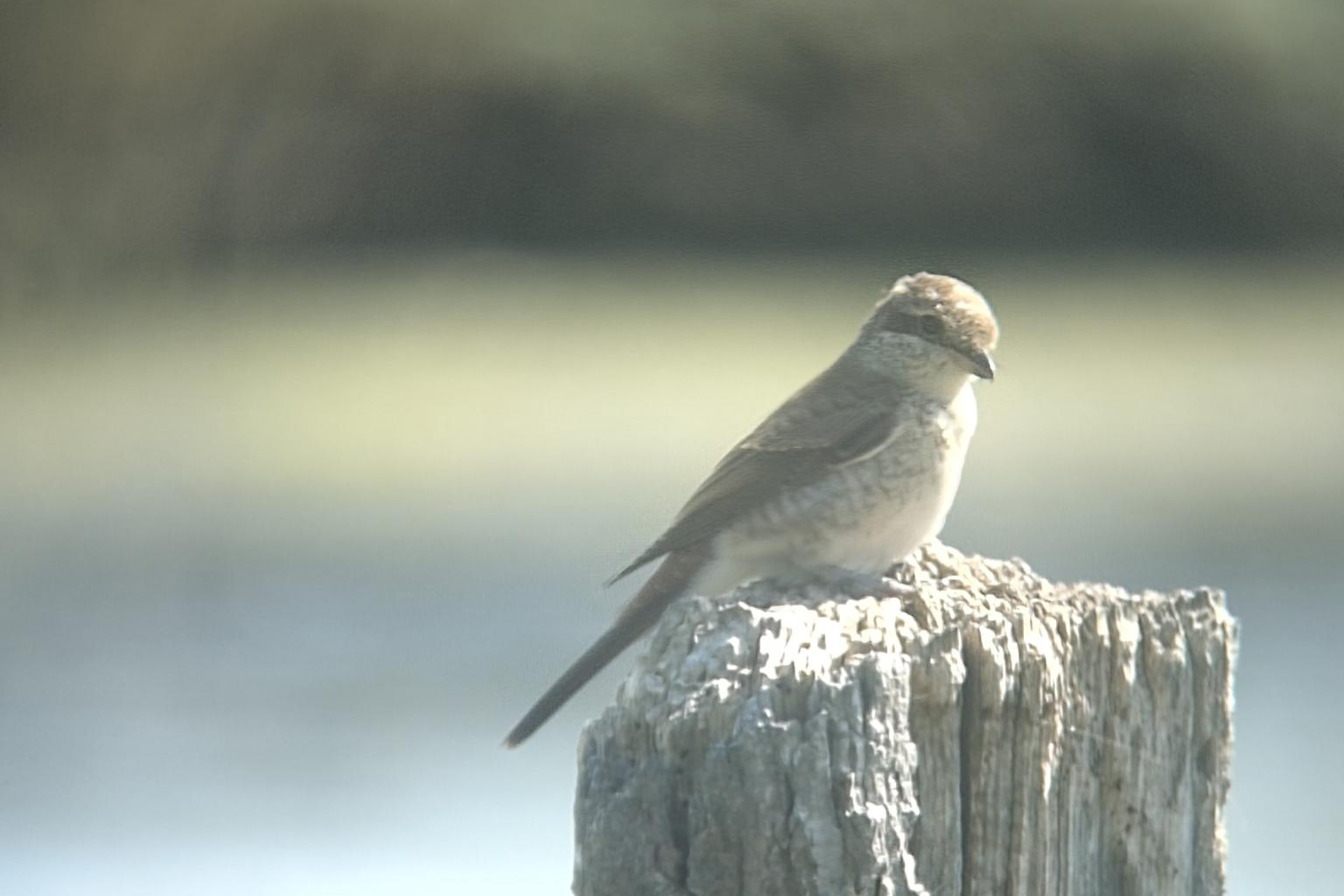 Juveniler Neuntöter (Foto: Robin Wegner)