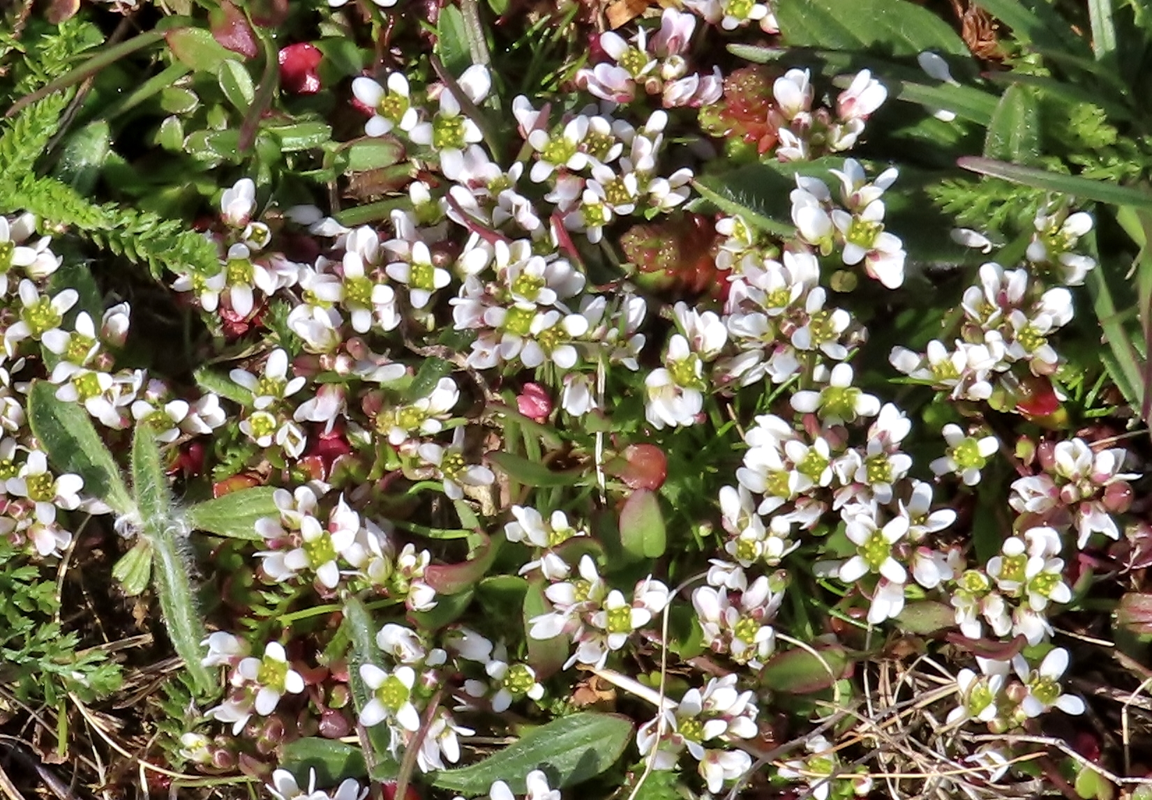 Dänisches Löffelkraut