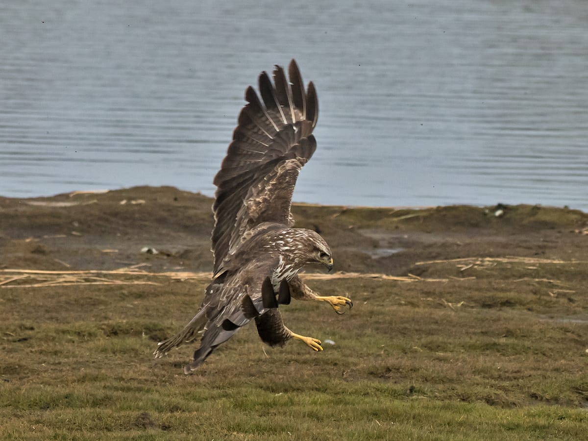 ... und der Bussard (allerdings am Sehlendorfer See)