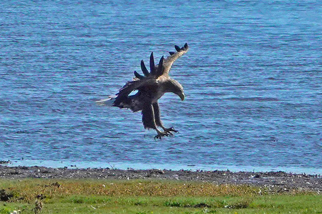 Seeadler in der Eichholzniederung (Foto: Manfred Kiau)
