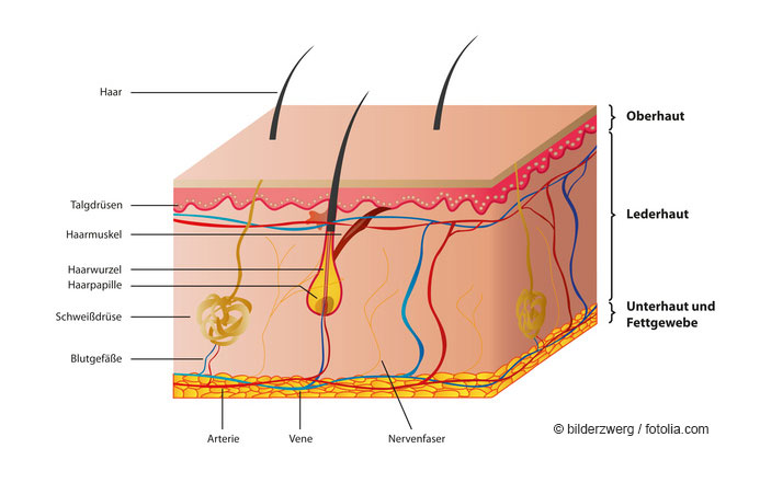 Wie ist unsere Haut aufgebaut?