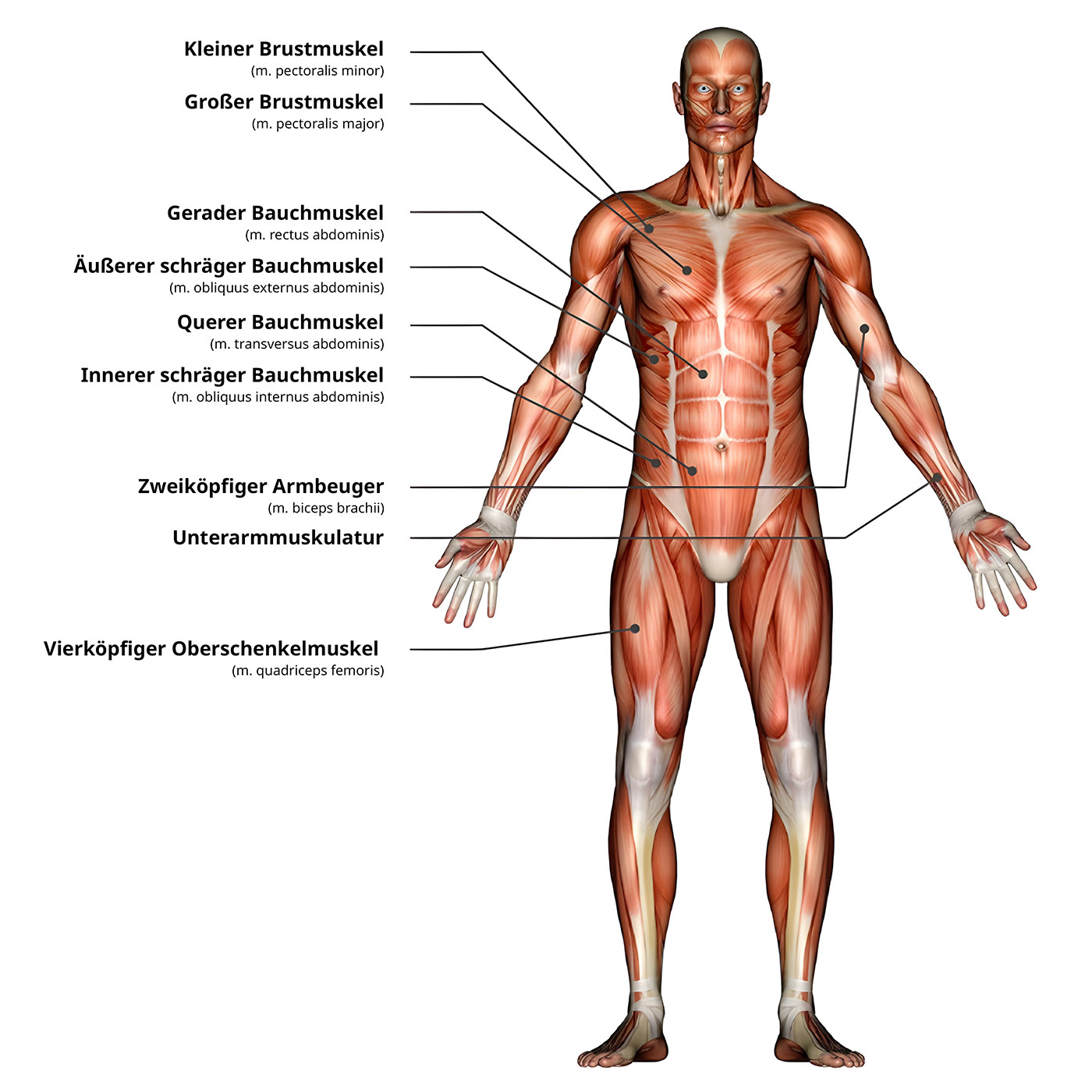 Definitionen Anatomie, Physiologie und Pathologie