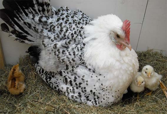 ostfriesische Möwenglucke mit Küken