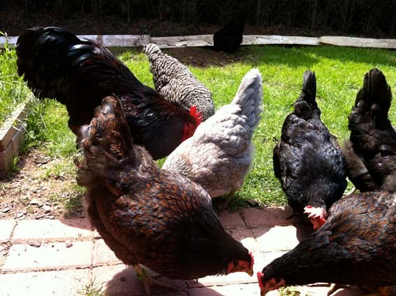 Barnevelder, Grünlegerhybriden und Blausperber