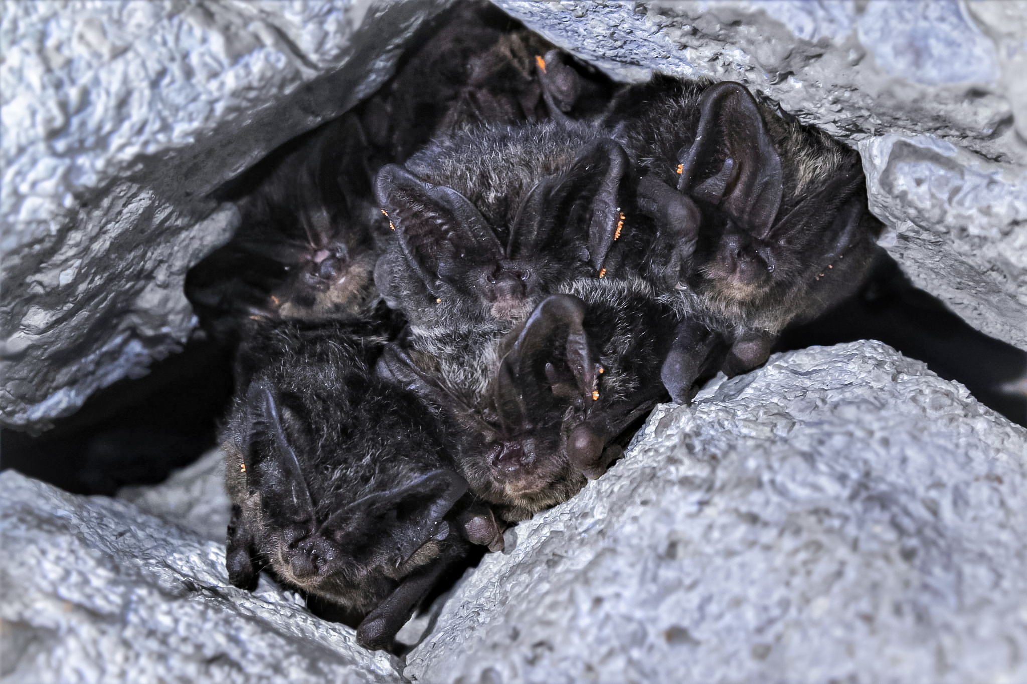Mopsfledermaus (Schweiz)