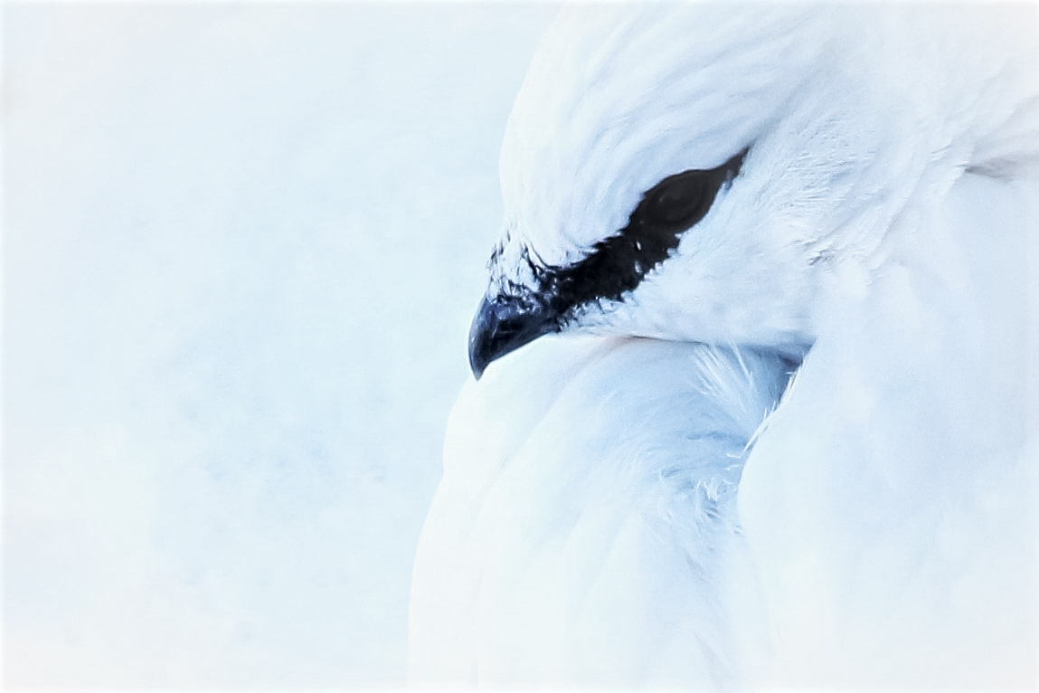 Alpenschneehuhn