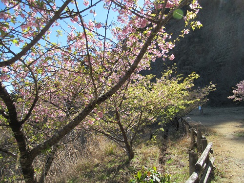 山わんこ　ボクのはいきんぐリポート　山行報告目次　その他の山　富山・伊予ヶ岳　桜の広場