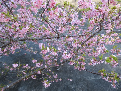 山わんこ　ボクのはいきんぐリポート　山行報告目次　その他の山　富山・伊予ヶ岳　桜の広場の河津桜