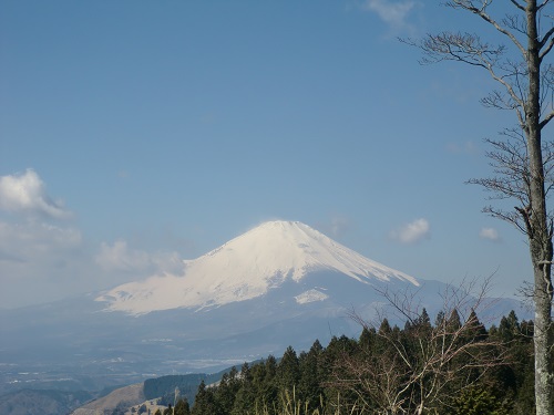 山わんこ　ボクのはいきんぐリポート　丹沢　高松山　富士山の眺望