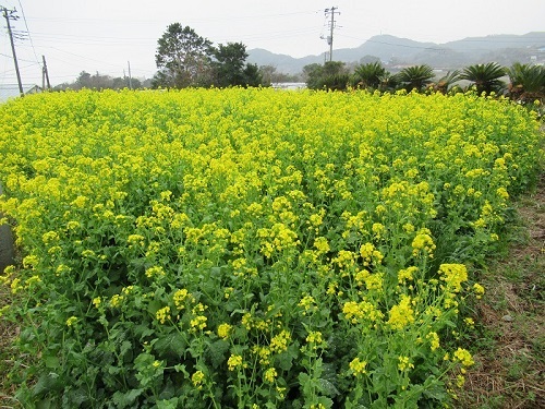 山麓の和田町は全国的な花の産地です。