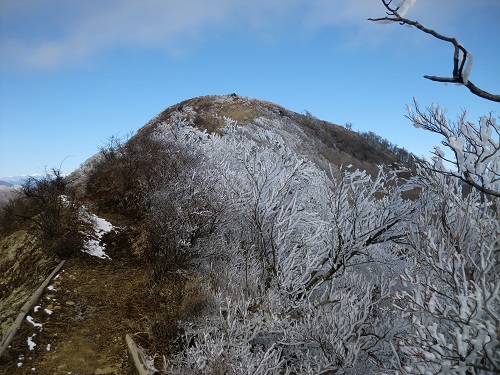 山わんこ　ボクのはいきんぐリポート　丹沢　鍋割山～丹沢主稜　蛭ヶ岳と霧氷。
