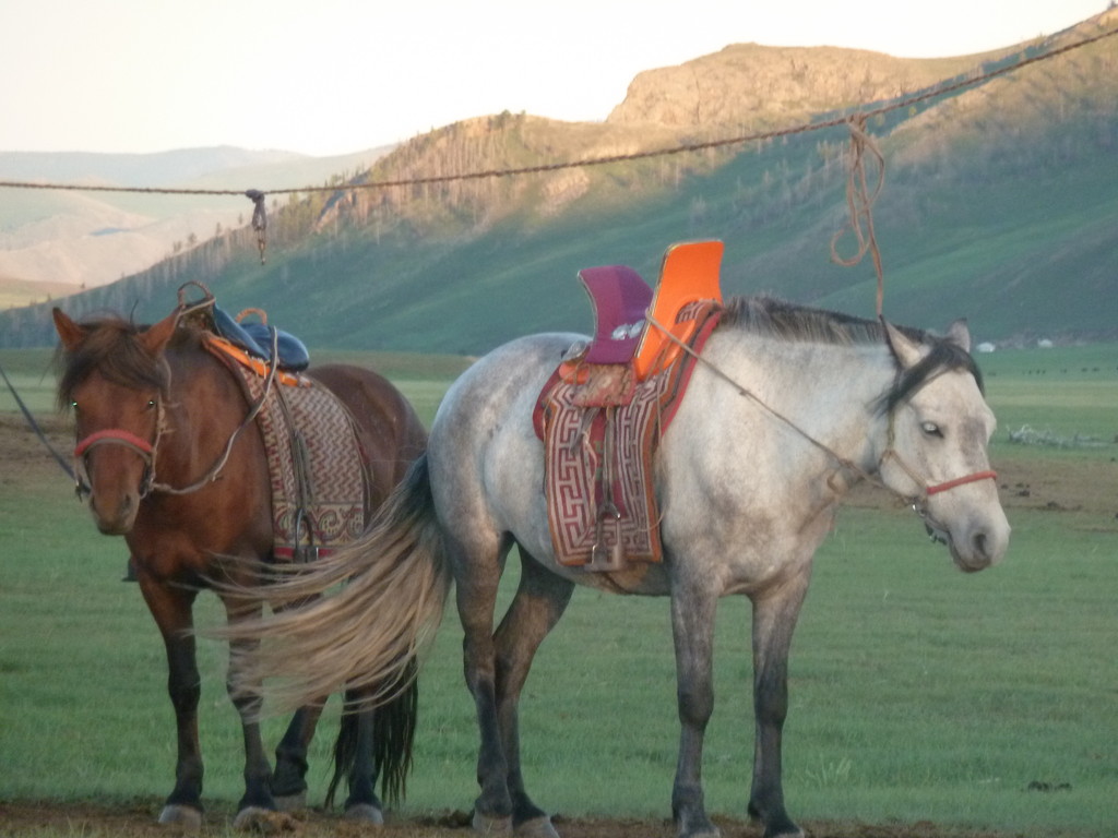 Chevaux des guides mongols