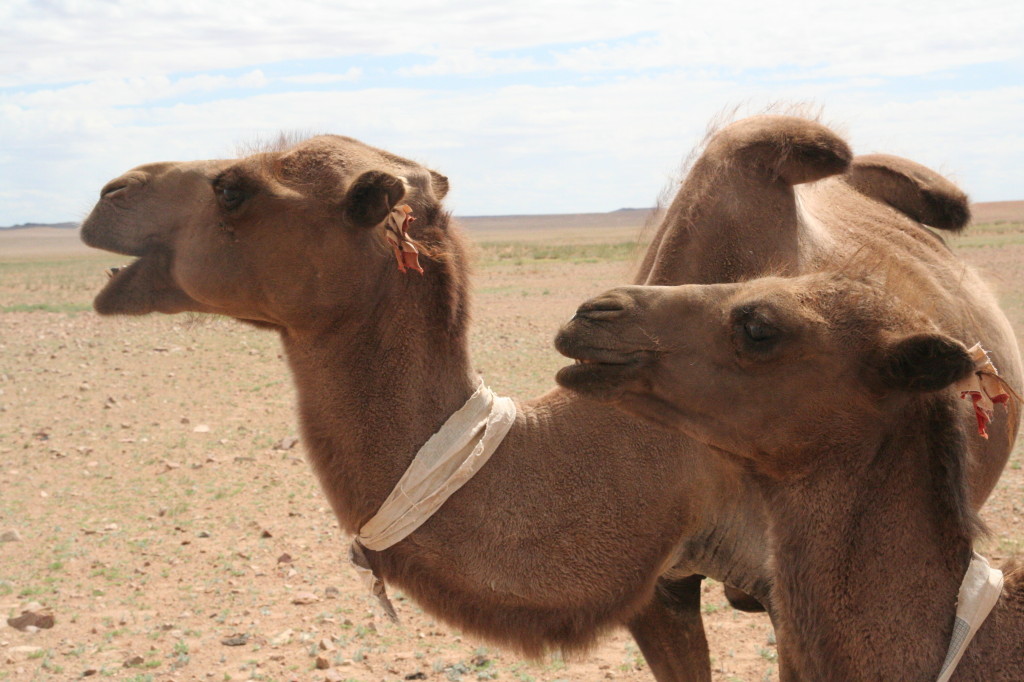 Le chameau du Gobi