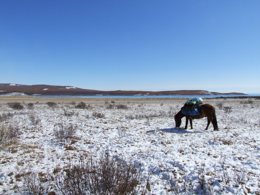 Le cheval comme compagnons d'hiver