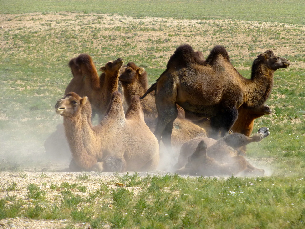 Troupeau de chameaux des steppes mongoles