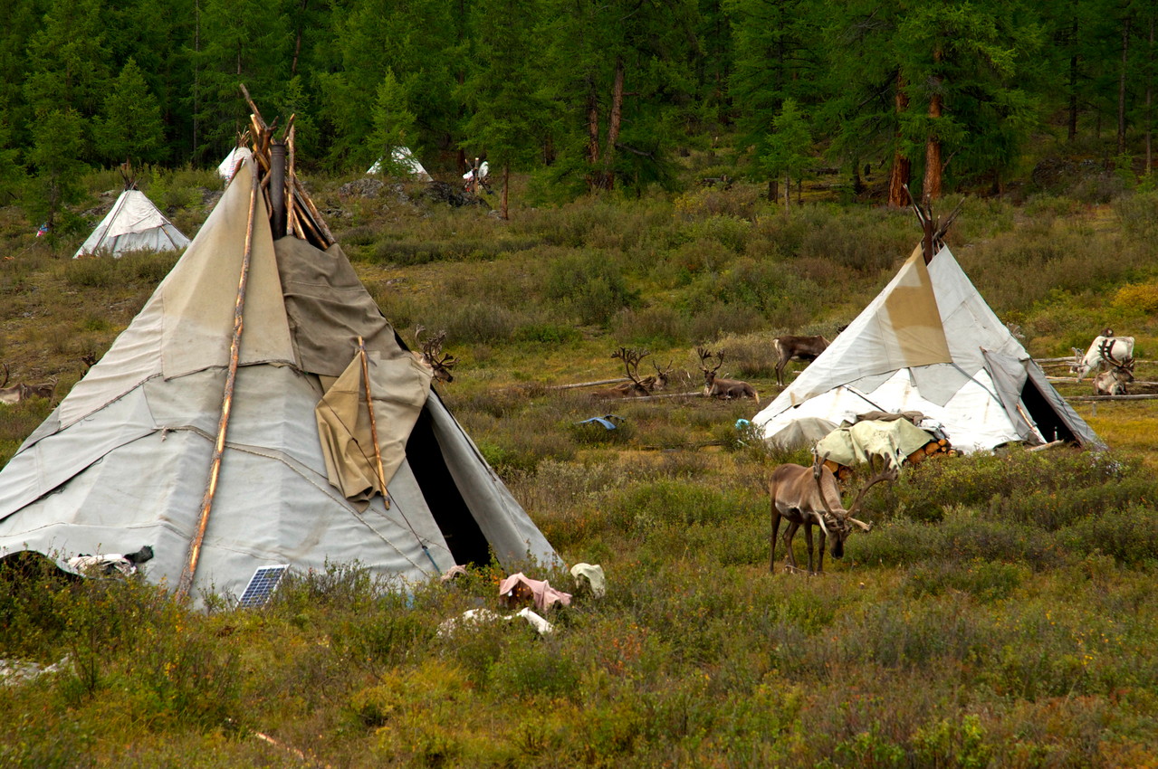 Les Tsaatan vivent sous tipi