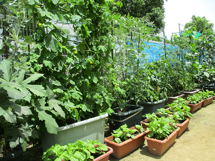 園庭でいろいろな夏野菜を育てています。もうすでにいくつかの野菜を子どもたちと収穫することができ、今年の豊作を喜んでいます