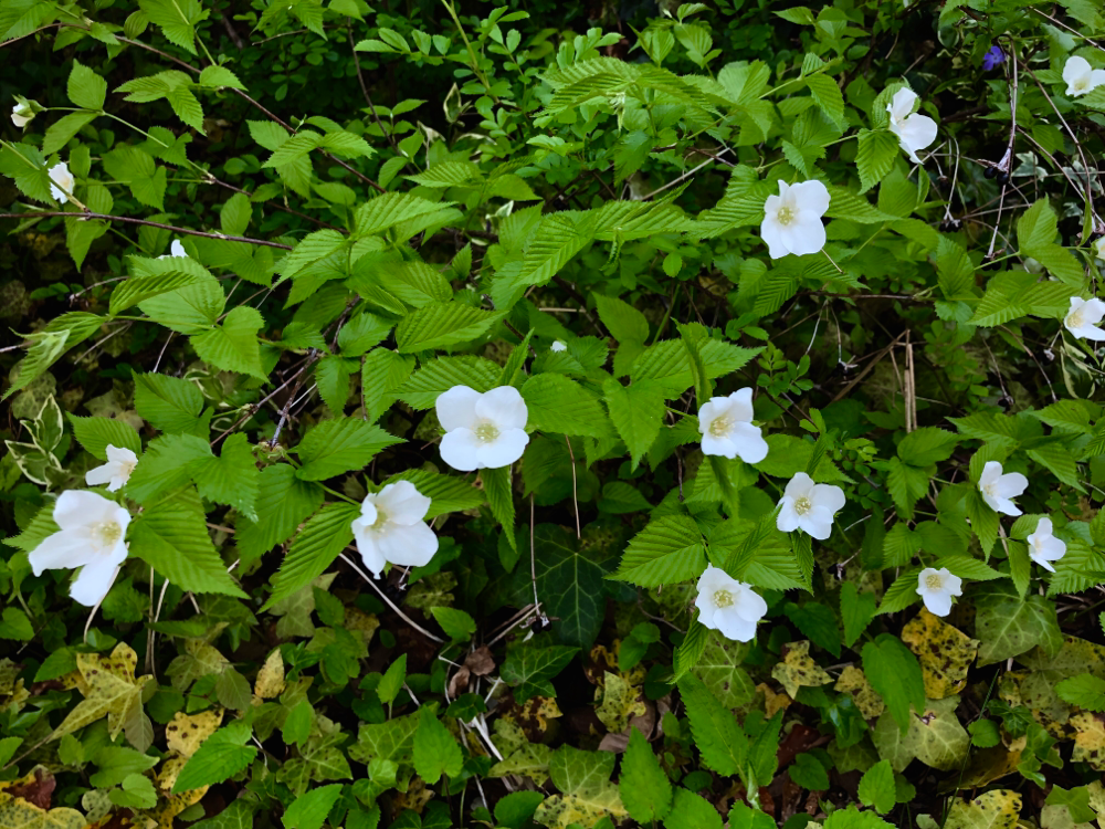 庭の半日陰に咲く白い山吹。