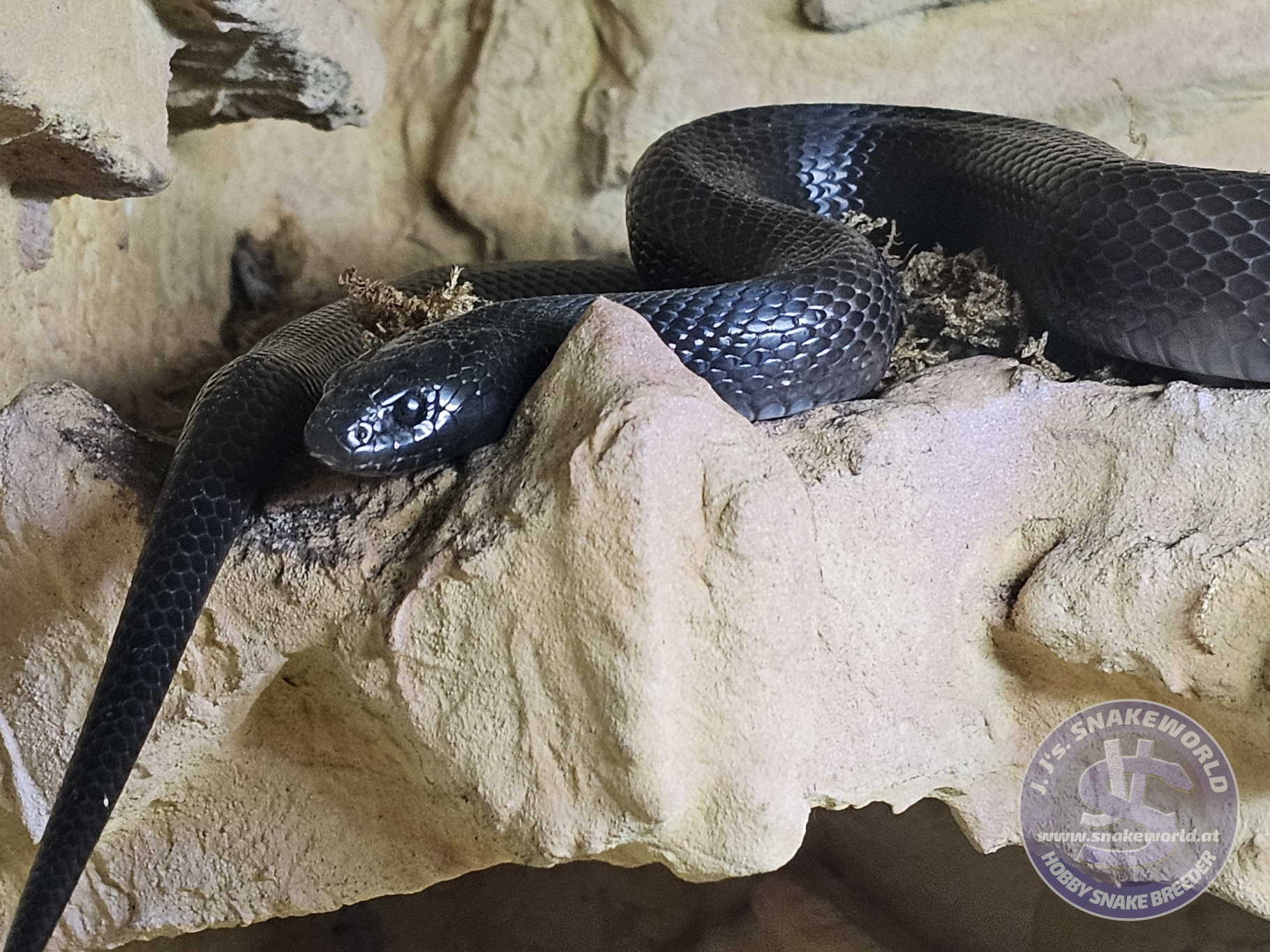 "Chimaira" 0.1 - L. g. nigrita (MBK)